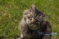 IMG_7942