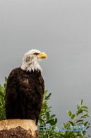 _MG_9556
