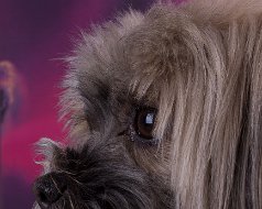 Tiere